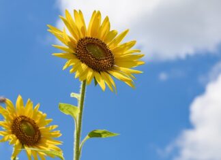 Jak ozdobić ściany w pokoju chłopca?