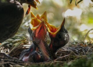 Jak nie karmić w nocy?