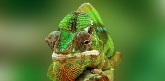 Jak pozbyć się owadów z pokoju?