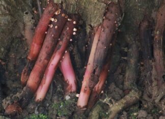 Czy można dodać Amol do nawilżacza?