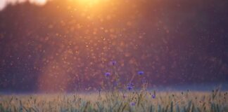 Co na komary dla 1 5 rocznego dziecka?