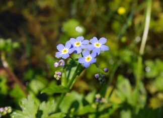 Kiedy przejść z Nan 1 na NAN 2?