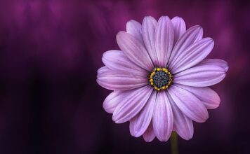 Co to jest Purple crying?