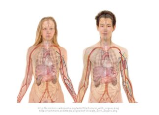 Czy da się mieć trzy nerki?