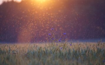 Co na komary dla 3 latka?