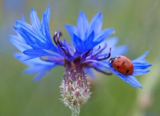 Ile jest punktów karnych za brak kasku?